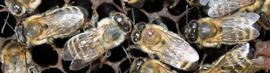  Varroa mite on an adult; photo by Robert Snyder
